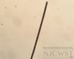 planktothrix (image 1)