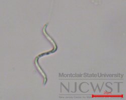 raphidiopsis (image 1)