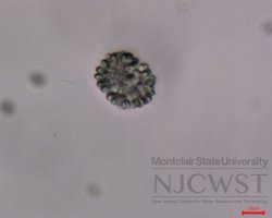 snowella (image 1)