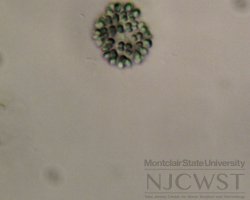 snowella (image 5)