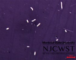 synechococcus (image 1)
