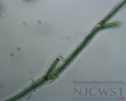 tolypothrix (image 1)