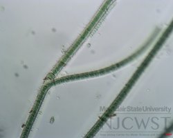 tolypothrix (image 2)