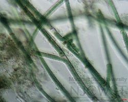 tolypothrix (image 3)