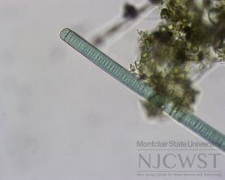 Verona Park oscillatoria at 400x magnification