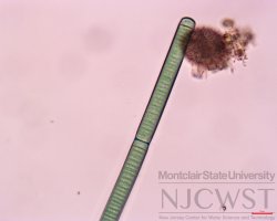 oscillatoria at 400x magnification