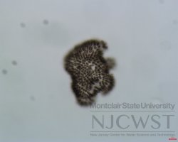 woronichinia (image 1)