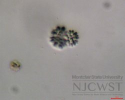 snowella (image 2)