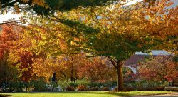 Fall Folliage on campus