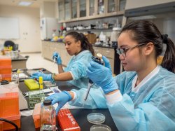 two students in science lab use pipettes to move samples to and from petri dishes