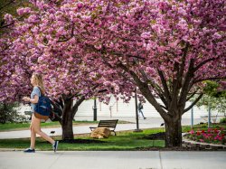 Photo of campus cherry blossoms